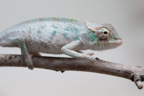 Holdbacks/Individuals: ALL NEW Ambanja Offspring from "Helm Hammerhand" x "Small Fry" - Hatched: May 25' - Male #1