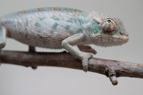 Holdbacks/Individuals: ALL NEW Ambanja Offspring from "Helm Hammerhand" x "Small Fry" - Hatched: May 25' - Male #1