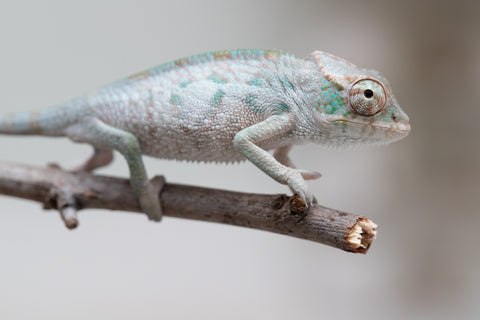 Holdbacks/Individuals: ALL NEW Ambanja Offspring from "Helm Hammerhand" x "Small Fry" - Hatched: May 25' - Male #1