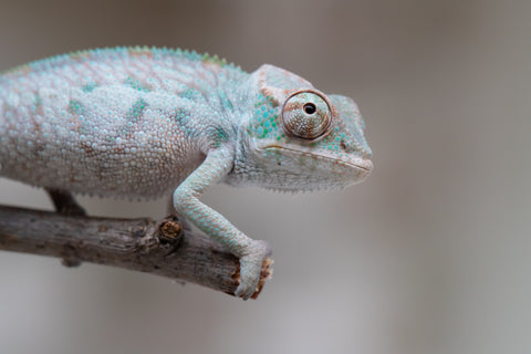 Holdbacks/Individuals: ALL NEW Ambanja Offspring from "Helm Hammerhand" x "Small Fry" - Hatched: May 25' - Male #1