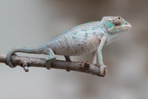 Holdbacks/Individuals: ALL NEW Ambanja Offspring from "Helm Hammerhand" x "Small Fry" - Hatched: May 25' - Male #1