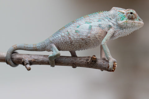 Holdbacks/Individuals: ALL NEW Ambanja Offspring from "Helm Hammerhand" x "Small Fry" - Hatched: May 25' - Male #1