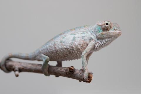 Holdbacks/Individuals: ALL NEW Ambanja Offspring from "Helm Hammerhand" x "Small Fry" - Hatched: May 25' - Male #1