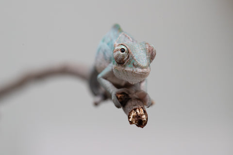 Holdbacks/Individuals: ALL NEW Ambanja Offspring from "Helm Hammerhand" x "Small Fry" - Hatched: May 25' - Male #1