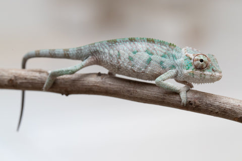 Holdbacks/Individuals: ALL NEW Ambanja Offspring from "Helm Hammerhand" x "Small Fry" - Hatched: May 25' - Male #1