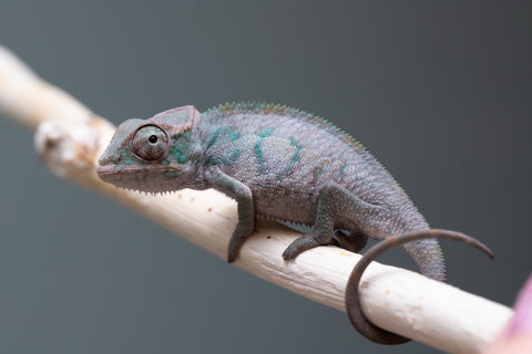 Holdbacks/Individuals: ALL NEW Ambanja Offspring from "Helm Hammerhand" x "Small Fry" - Hatched: May 25' - Male #1