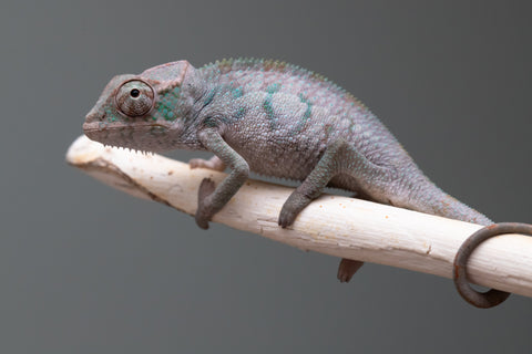 Holdbacks/Individuals: ALL NEW Ambanja Offspring from "Helm Hammerhand" x "Small Fry" - Hatched: May 25' - Male #1