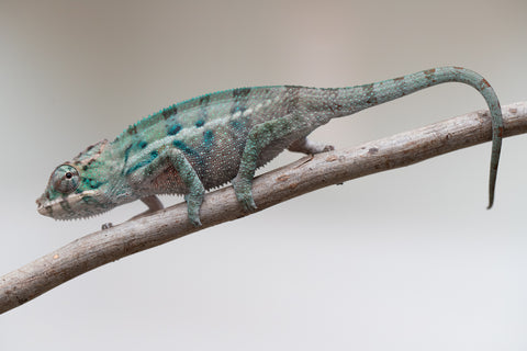 Holdbacks/Individuals: ALL NEW Ambanja Offspring from "Helm Hammerhand" x "Small Fry" - Hatched: May 25' - Male #2