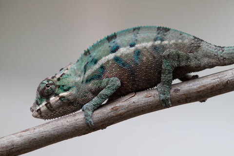 Holdbacks/Individuals: ALL NEW Ambanja Offspring from "Helm Hammerhand" x "Small Fry" - Hatched: May 25' - Male #2