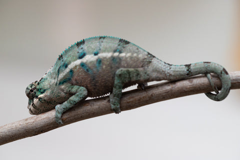 Holdbacks/Individuals: ALL NEW Ambanja Offspring from "Helm Hammerhand" x "Small Fry" - Hatched: May 25' - Male #2