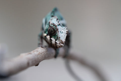 Holdbacks/Individuals: ALL NEW Ambanja Offspring from "Helm Hammerhand" x "Small Fry" - Hatched: May 25' - Male #2