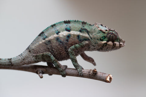 Holdbacks/Individuals: ALL NEW Ambanja Offspring from "Helm Hammerhand" x "Small Fry" - Hatched: May 25' - Male #2