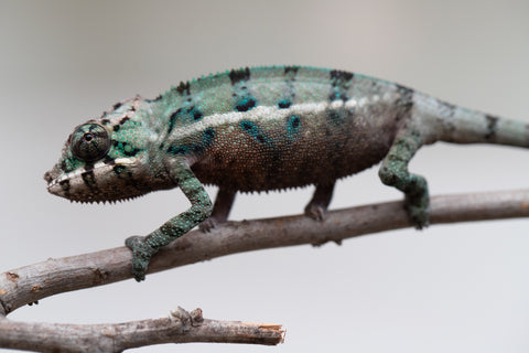 Holdbacks/Individuals: ALL NEW Ambanja Offspring from "Helm Hammerhand" x "Small Fry" - Hatched: May 25' - Male #2