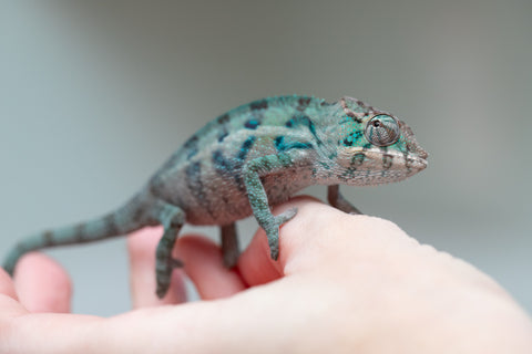 Holdbacks/Individuals: ALL NEW Ambanja Offspring from "Helm Hammerhand" x "Small Fry" - Hatched: May 25' - Male #2