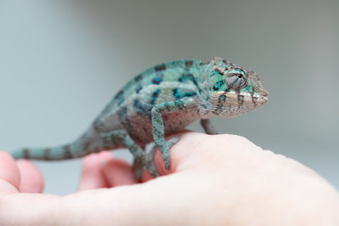 Holdbacks/Individuals: ALL NEW Ambanja Offspring from "Helm Hammerhand" x "Small Fry" - Hatched: May 25' - Male #2