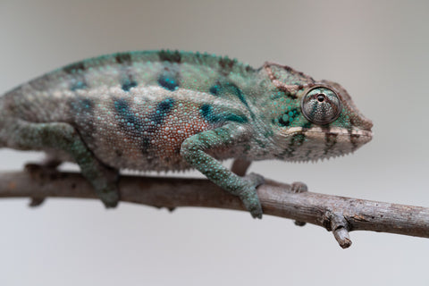 Holdbacks/Individuals: ALL NEW Ambanja Offspring from "Helm Hammerhand" x "Small Fry" - Hatched: May 25' - Male #2