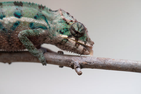 Holdbacks/Individuals: ALL NEW Ambanja Offspring from "Helm Hammerhand" x "Small Fry" - Hatched: May 25' - Male #2