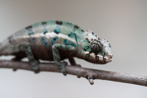 Holdbacks/Individuals: ALL NEW Ambanja Offspring from "Helm Hammerhand" x "Small Fry" - Hatched: May 25' - Male #2