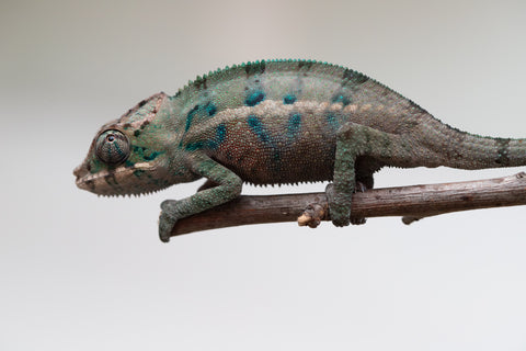 Holdbacks/Individuals: ALL NEW Ambanja Offspring from "Helm Hammerhand" x "Small Fry" - Hatched: May 25' - Male #2