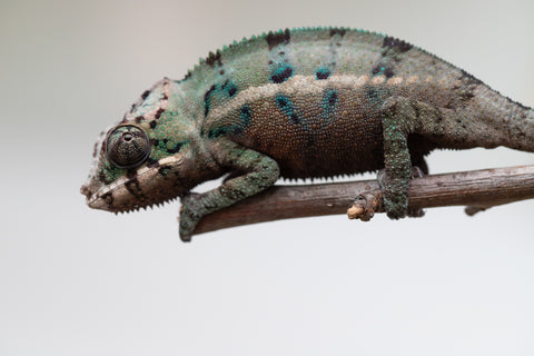 Holdbacks/Individuals: ALL NEW Ambanja Offspring from "Helm Hammerhand" x "Small Fry" - Hatched: May 25' - Male #2
