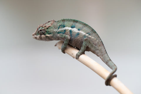 Holdbacks/Individuals: ALL NEW Ambanja Offspring from "Helm Hammerhand" x "Small Fry" - Hatched: May 25' - Male #2