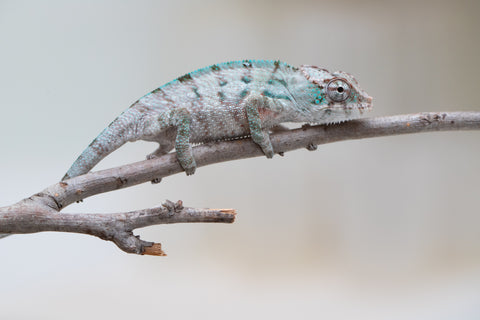 Holdbacks/Individuals: ALL NEW Ambanja Offspring from "Helm Hammerhand" x "Small Fry" - Hatched: May 25' - Male #2