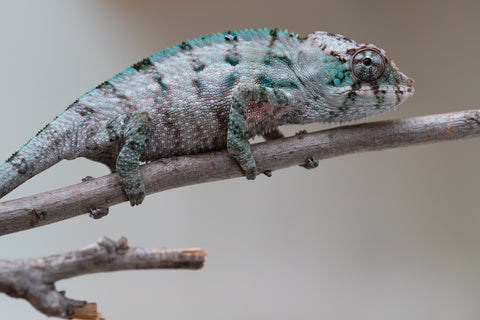 Holdbacks/Individuals: ALL NEW Ambanja Offspring from "Helm Hammerhand" x "Small Fry" - Hatched: May 25' - Male #2