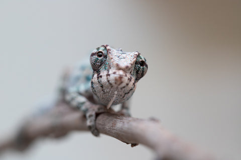 Holdbacks/Individuals: ALL NEW Ambanja Offspring from "Helm Hammerhand" x "Small Fry" - Hatched: May 25' - Male #2