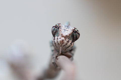 Holdbacks/Individuals: ALL NEW Ambanja Offspring from "Helm Hammerhand" x "Small Fry" - Hatched: May 25' - Male #2
