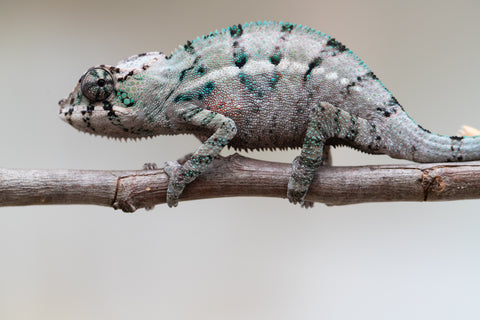 Holdbacks/Individuals: ALL NEW Ambanja Offspring from "Helm Hammerhand" x "Small Fry" - Hatched: May 25' - Male #2