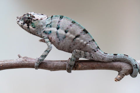 Holdbacks/Individuals: ALL NEW Ambanja Offspring from "Helm Hammerhand" x "Small Fry" - Hatched: May 25' - Male #2