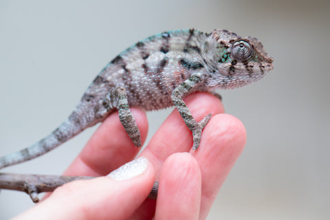 Holdbacks/Individuals: ALL NEW Ambanja Offspring from "Helm Hammerhand" x "Small Fry" - Hatched: May 25' - Male #2