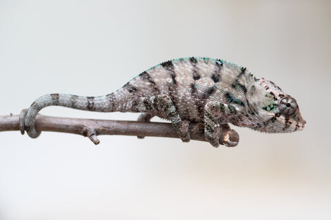 Holdbacks/Individuals: ALL NEW Ambanja Offspring from "Helm Hammerhand" x "Small Fry" - Hatched: May 25' - Male #2
