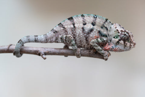 Holdbacks/Individuals: ALL NEW Ambanja Offspring from "Helm Hammerhand" x "Small Fry" - Hatched: May 25' - Male #2