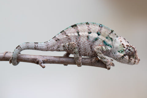 Holdbacks/Individuals: ALL NEW Ambanja Offspring from "Helm Hammerhand" x "Small Fry" - Hatched: May 25' - Male #2