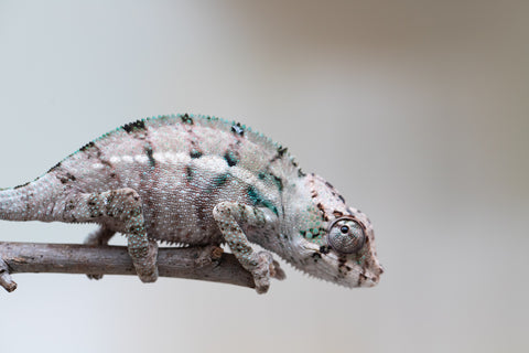 Holdbacks/Individuals: ALL NEW Ambanja Offspring from "Helm Hammerhand" x "Small Fry" - Hatched: May 25' - Male #2