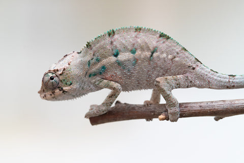 Holdbacks/Individuals: ALL NEW Ambanja Offspring from "Helm Hammerhand" x "Small Fry" - Hatched: May 25' - Male #2