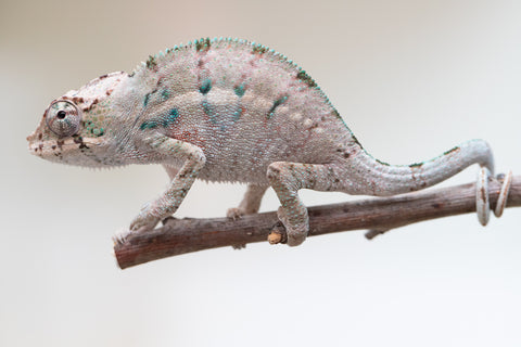 Holdbacks/Individuals: ALL NEW Ambanja Offspring from "Helm Hammerhand" x "Small Fry" - Hatched: May 25' - Male #2