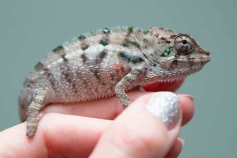 Holdbacks/Individuals: ALL NEW Ambanja Offspring from "Helm Hammerhand" x "Small Fry" - Hatched: May 25' - Male #2