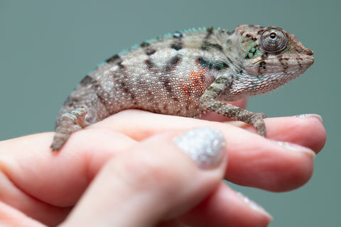 Holdbacks/Individuals: ALL NEW Ambanja Offspring from "Helm Hammerhand" x "Small Fry" - Hatched: May 25' - Male #2