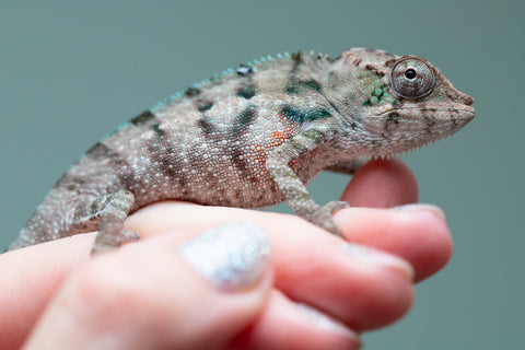 Holdbacks/Individuals: ALL NEW Ambanja Offspring from "Helm Hammerhand" x "Small Fry" - Hatched: May 25' - Male #2