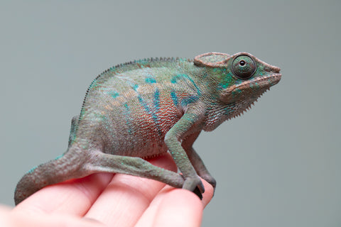 Holdbacks/Individuals: ALL NEW Ambanja Offspring from "Helm Hammerhand" x "Small Fry" - Hatched: May 25' - Male #3