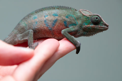 Holdbacks/Individuals: ALL NEW Ambanja Offspring from "Helm Hammerhand" x "Small Fry" - Hatched: May 25' - Male #3