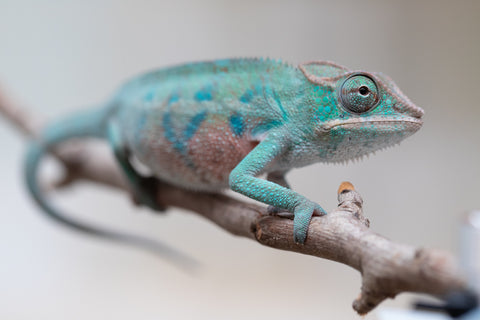 Holdbacks/Individuals: ALL NEW Ambanja Offspring from "Helm Hammerhand" x "Small Fry" - Hatched: May 25' - Male #3