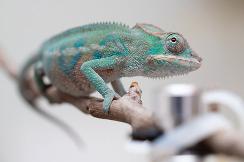 Holdbacks/Individuals: ALL NEW Ambanja Offspring from "Helm Hammerhand" x "Small Fry" - Hatched: May 25' - Male #3