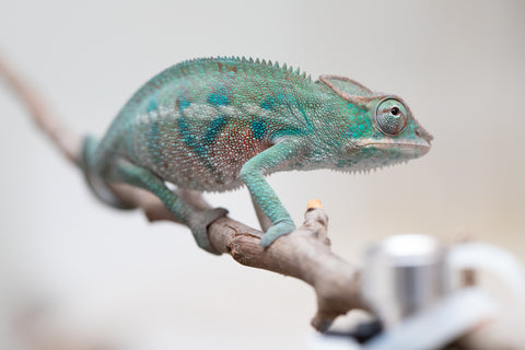 Holdbacks/Individuals: ALL NEW Ambanja Offspring from "Helm Hammerhand" x "Small Fry" - Hatched: May 25' - Male #3