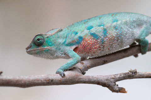 Holdbacks/Individuals: ALL NEW Ambanja Offspring from "Helm Hammerhand" x "Small Fry" - Hatched: May 25' - Male #3