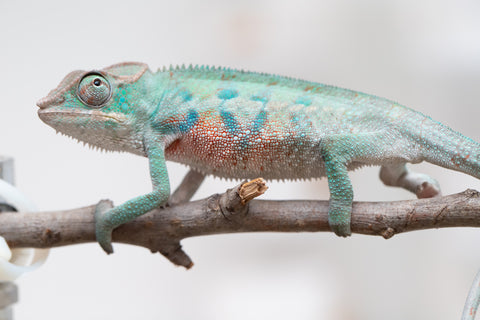 Holdbacks/Individuals: ALL NEW Ambanja Offspring from "Helm Hammerhand" x "Small Fry" - Hatched: May 25' - Male #3