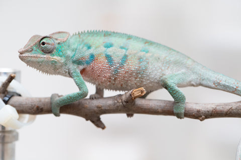 Holdbacks/Individuals: ALL NEW Ambanja Offspring from "Helm Hammerhand" x "Small Fry" - Hatched: May 25' - Male #3