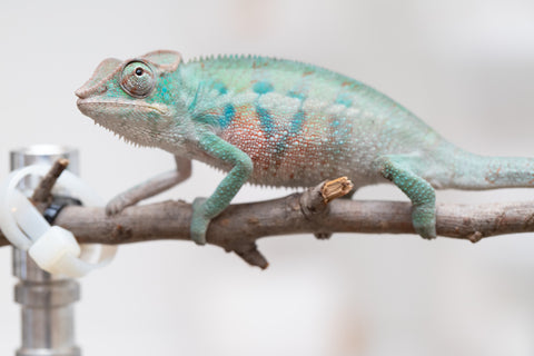 Holdbacks/Individuals: ALL NEW Ambanja Offspring from "Helm Hammerhand" x "Small Fry" - Hatched: May 25' - Male #3